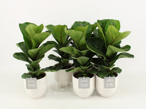 Fiddle Leaf Fig (Ficus lyrata) – 13cm Stone-Effect Pot