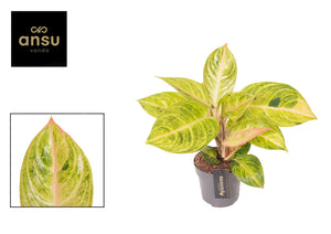 Aglaonema ‘Peppermint Pink’ – 12cm Pot, 38cm High