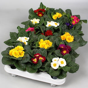 Primula Acaulis Mixed Colours – 10.5cm Pot