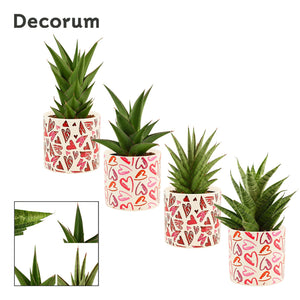 Sansevieria ‘Crown’ Mixed – Liam Ceramic Pot, 12cm