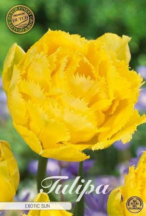 Tulipa ‘Fringed Double Exotic Sun’ Flower Bulbs – Pack of 7