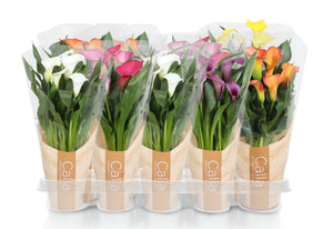 Mixed Zantedeschia Calla Lily – 12cm Pot, 40cm High