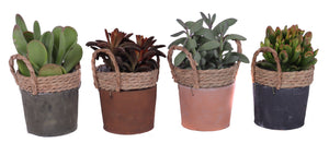 Mixed Succulent Arrangement – 14cm Ceramic Pot