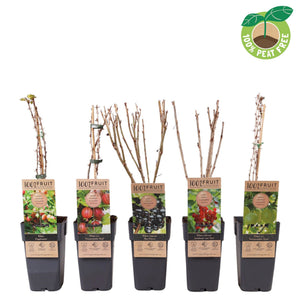 Mixed Ribes Plant – 15cm Pot, Approx. 50cm High