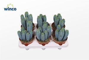Crested Blue Candle Cactus (Myrtillocactus geometrizans f. cristata) – 12cm Pot