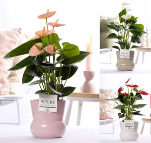 Pink Anthurium ‘Tirza’ – 12cm Ceramic Pot