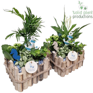Verona Small Maritime Plant Arrangement – 18cm Wooden Pot
