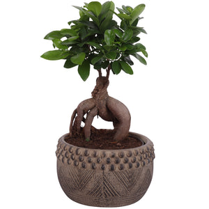 Ficus Ginseng Bonsai – 19cm Ceramic Pot