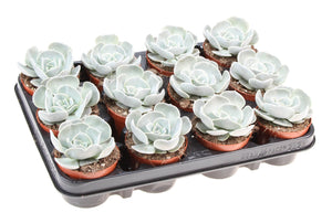 Echeveria Pollux Succulent – 8.5cm Pot