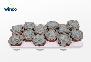 Echeveria Pollux Succulent – 10.5cm Pot