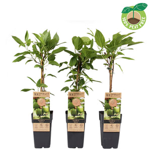 Hardy Kiwi Actinidia arguta 'Weikii' – 15cm Pot