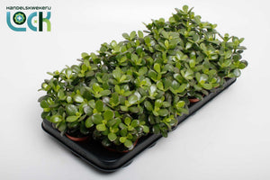 Crassula Minor Succulent – 8.5cm Pot