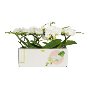 White Phalaenopsis Orchid – 2 Stem, 12cm Pot