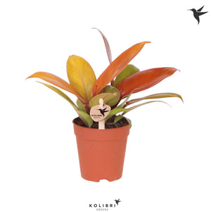 Philodendron ‘Cherry Red’ – 9cm Pot