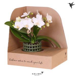 White Phalaenopsis Orchid ‘Kolibri Halo’ – 9cm Ceramic Pot