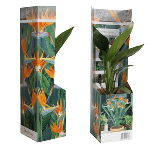 Bird of Paradise Plant (Strelitzia reginae) – 9cm Pot