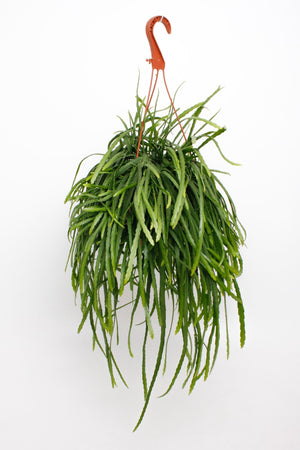 Bolivian Lepismium (Lepismium bolivianum) – 15cm Pot