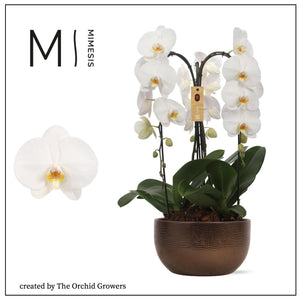 White Phalaenopsis Orchid Arrangement – 26cm Bronze Ceramic Pot