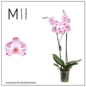 Pink Phalaenopsis Orchid – 2 Stem, 12cm Pot