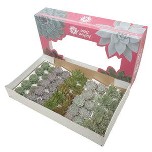 Mixed Echeveria Succulent – 5.5cm Pot