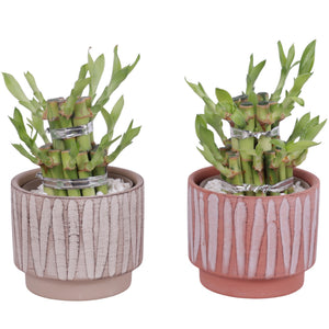 Lucky Bamboo (Dracaena sanderiana) – 10cm Pot