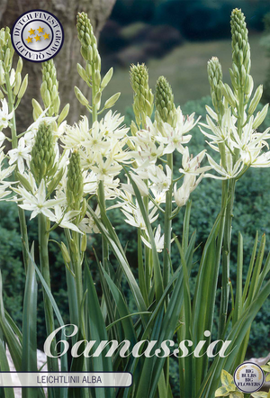 Camassia leichtlinii ‘Alba’ White Flower Bulbs – Pack of 3