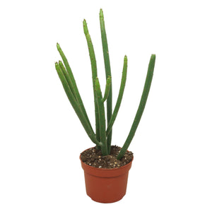 Euphorbia alluaudii Succulent – 10.5cm Pot