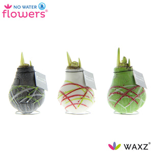 Hippeastrum ‘Picasso’ Waxed Bulb – Tricolour
