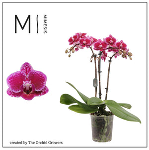 Phalaenopsis Multifloratype Orchid – 9cm Pot, 35cm High