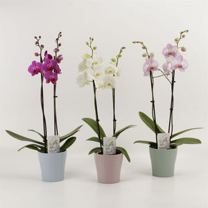 Mixed Phalaenopsis Orchid – 2 Stem, 12cm Ceramic Pot
