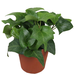 Green English Ivy (Hedera helix) – 9cm Pot