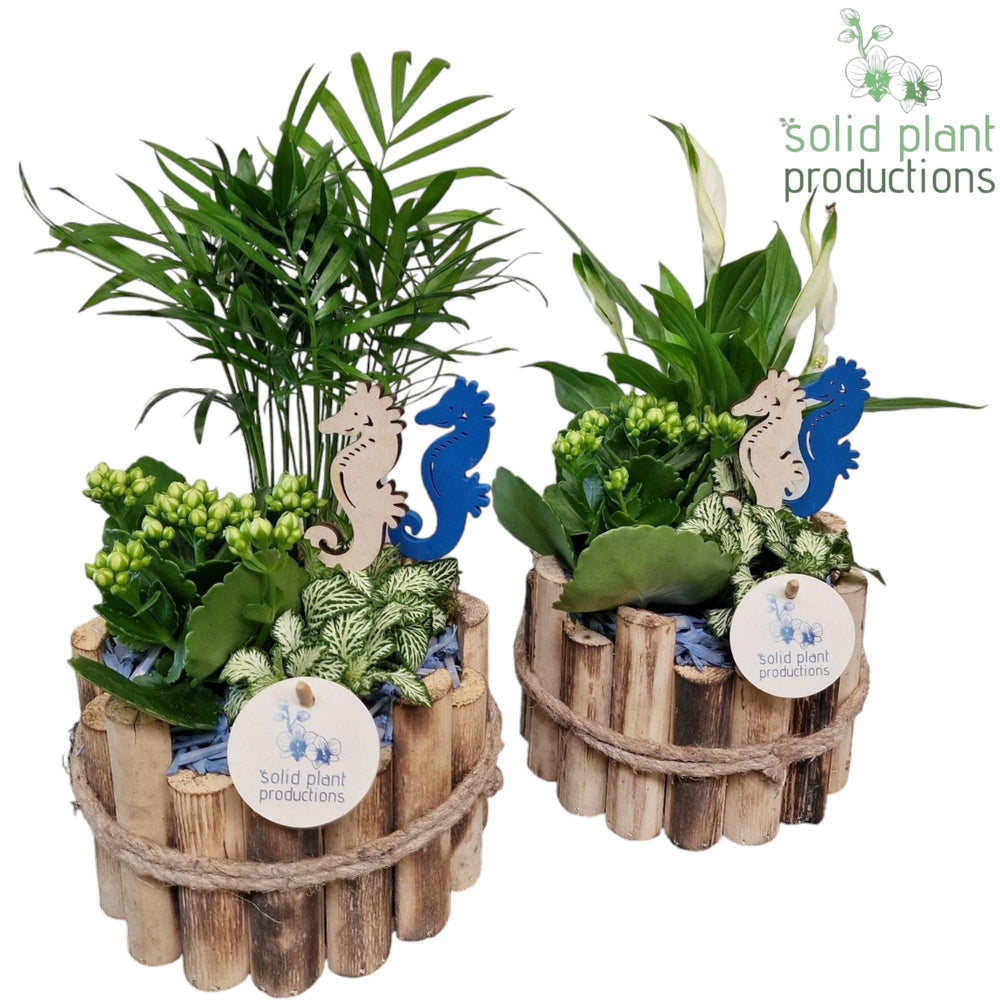 Milano Small Maritime Plant Arrangement – 17cm Pot