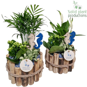 Milano Small Maritime Plant Arrangement – 17cm Pot