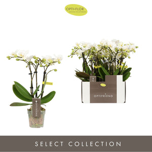 Mini White Phalaenopsis Orchid – 7cm Pot