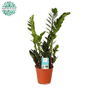 ZZ Plant (Zamioculcas zamiifolia) – 14cm Pot