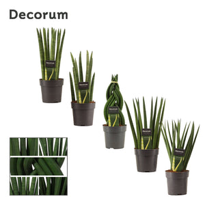 Sansevieria cylindrica Mixed Green Houseplant – 12cm Pot