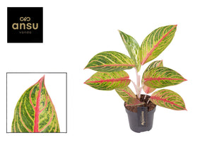 Red Okapi Aglaonema – 12cm Pot, 40cm High