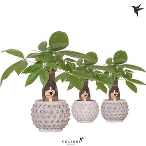 Money Tree (Pachira aquatica) – 9cm Ceramic Marrakesh Pot