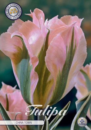 Tulipa 'China Town' Viridiflora Tulip Bulbs – 7 Bulbs