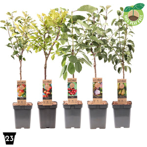 Mixed Fruit Plant Collection – 23cm Pot