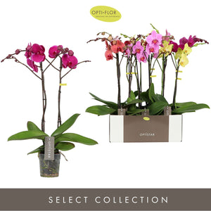 Mixed Phalaenopsis Orchid – 12cm Pot, 50cm High