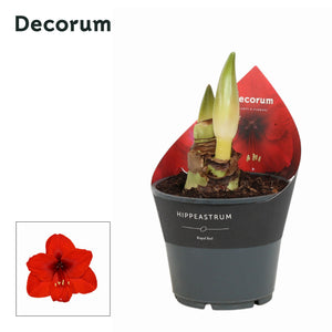 Red Hippeastrum Amaryllis – 14cm Pot
