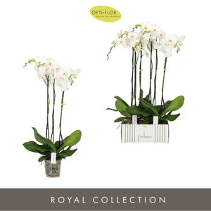 White Phalaenopsis Orchid – 4 Stem, 17cm Pot