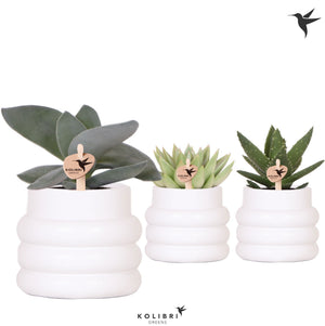 Mixed Succulent Collection – White Ceramic Mesh Pot, 9cm