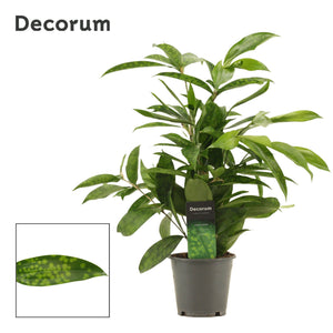 Gold Dust Dracaena (Dracaena surculosa) – 12cm Pot