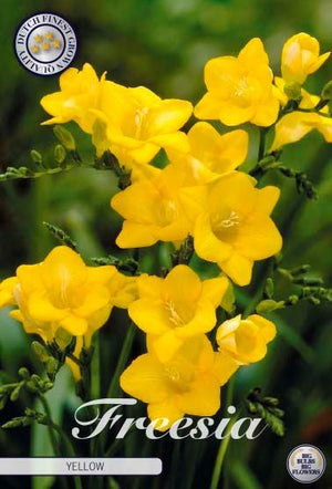 Yellow Freesia Flower Bulbs – 15 Bulbs