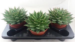 Echeveria 'Lipstick' Succulent – 17cm Pot