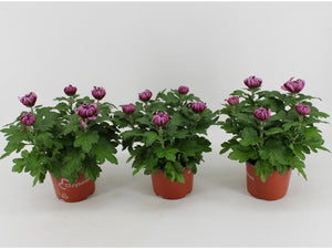 Purple Chrysanthemum (Chrysanthemum indicum) – 15cm Pot