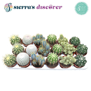 Mixed Cactus Collection – 8.5cm Pot