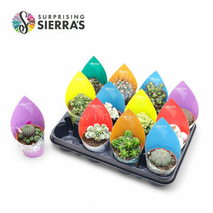 Mixed Cactus Surprise Collection – 8.5cm Pot